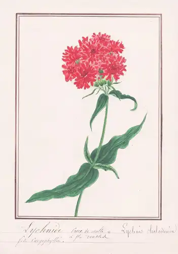 Lychnide croix de malte - Lychnis chalcedonica - Nelke / Botanik botany / Blume flower / Pflanze plant