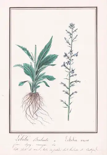 Lobelie brulante - Lobelia urens - Lobelie / Botanik botany / Blume flower / Pflanze plant