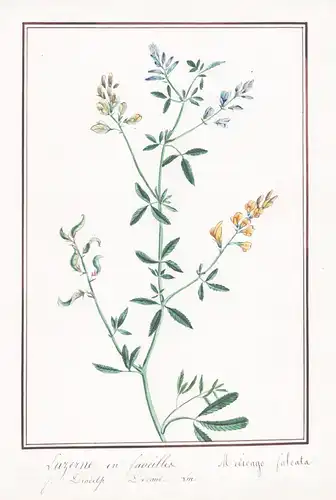 Luzerne  en fauciller - Medicago falcata - Botanik botany / Blume flower / Pflanze plant