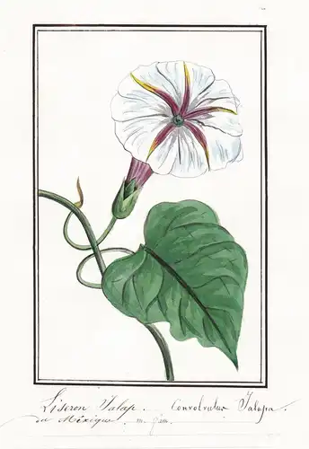 Liseron jalap - convolvulus jalapa - Winde / Botanik botany / Blume flower / Pflanze plant