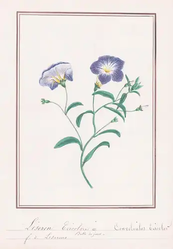 Liseron tricolore - Convolvulus tricolor - Winde / Botanik botany / Blume flower / Pflanze plant