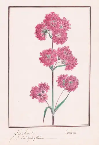 Lychnide - Lychnis - Nelke / Botanik botany / Blume flower / Pflanze plant