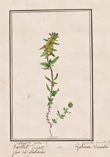 Gaillet croisette (Croisette velua) - Gallium cruciata (Valantia cruciata) - Gewimpertes Kreuzlabkraut Cruciat