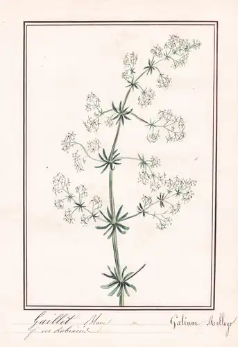 Gaillet Blanc = Gallium Mollugo- Wiesen-Labkraut hedge bedstraw / Botanik botany / Blume flower / Pflanze plan