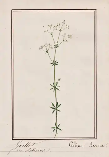 Gaillet - Galium Bocconi - Botanik botany / Blume flower / Pflanze plant