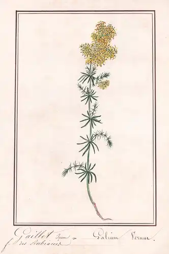 Gaillet jaune = Galium Verum- Echtes Labkraut / Botanik botany / Blume flower / Pflanze plant