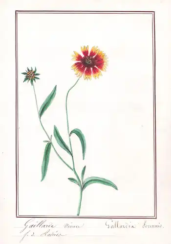 Gaillarde vivace = Gallardia Pezennis- Botanik botany / Blume flower / Pflanze plant