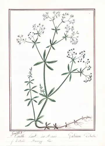 Gaillet Lait des Marais = Galium Palustre- Sumpf-Labkraut / Botanik botany / Blume flower / Pflanze plant