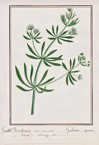 Gaillet Grateron - Galium aparine - Kletten-Labkraut cleavers / Botanik botany / Blume flower / Pflanze plant