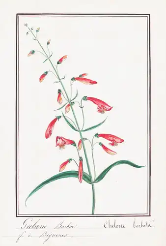 Galane Barbue = Chelone barbata- Botanik botany / Blume flower / Pflanze plant