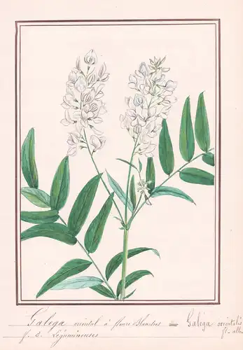 Galega oriental a fleurts blanches = Galega orientalis fl.-alb.- Botanik botany / Blume flower / Pflanze plant