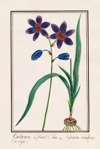 Galaxie a fleurs d'Ixie - Galaxia ixiaeflora - Botanik botany / Blume flower / Pflanze plant