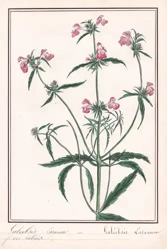 Galeobsis Ladanum = Galeobsis Ladanum.- Botanik botany / Blume flower / Pflanze plant