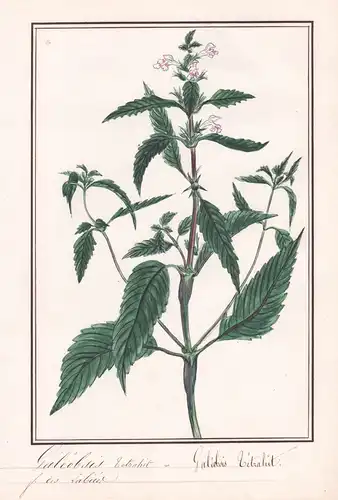Galeobsis tetrahit = Galeobsis tetrahit.- Hohlzahn common hemp-nettle / Botanik botany / Blume flower / Pflanz