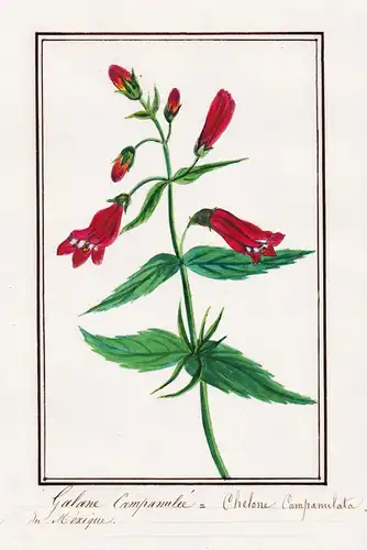Galane Campanulée - Chelone Campanulata - Botanik botany / Blume flower / Pflanze plant