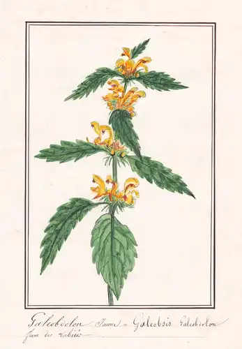Galebdolon Jaune = Galeobsis Galeobdolon.- Goldnessel yellow archangel / Botanik botany / Blume flower / Pflan