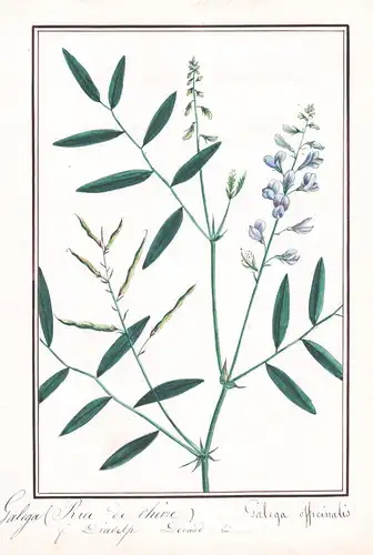 Galega (Rue de Cherre) = Galega officinalis- Geißraute / Botanik botany / Blume flower / Pflanze plant