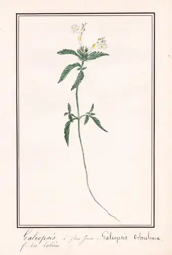 Galeopsis a fleurs jaunes = Galeopsis Ochroleuca.- Hohlzahn / Botanik botany / Blume flower / Pflanze plant