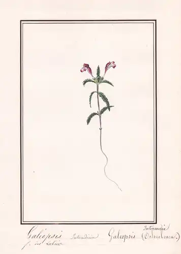 Galéopsis intermédiaire = Galeopsis (Ochroleuca) intermedia.- Hohlzahn / Botanik botany / Blume flower / Pflan