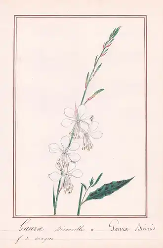 Gaura Bisanuelle = Gaura Biennis- Oenothera gaura / Botanik botany / Blume flower / Pflanze plant