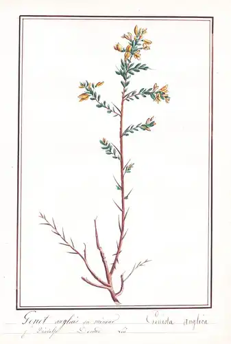 Genet anglais ou mineur = Genista anglica - Botanik botany / Blume flower / Pflanze plant