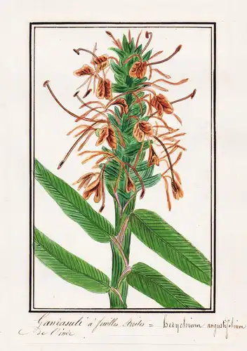 Gandasule a feuilles etroites de l'Inde - Hedychium angustifolium - India Indien / Botanik botany / Blume flow