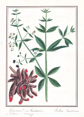 Garance des teinturiers = Rubia tinctorum- Färberkrapp rose madder / Botanik botany / Blume flower / Pflanze p