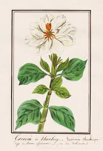 Gardenie de Thunberg = Gardenia thunbergia - South Africa Südafrika Cape of Good Hope / Botanik botany / Blume