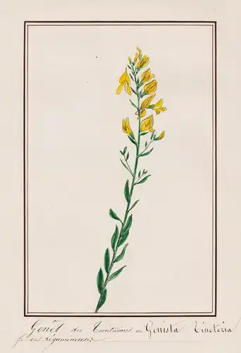Genêt des teinturiers - Genista tinctoria - Färber-Ginster / Botanik botany / Blume flower / Pflanze plant