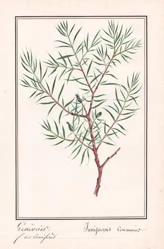 Genevrier = Junisperus communi - Wacholder juniper / Botanik botany / Blume flower / Pflanze plant
