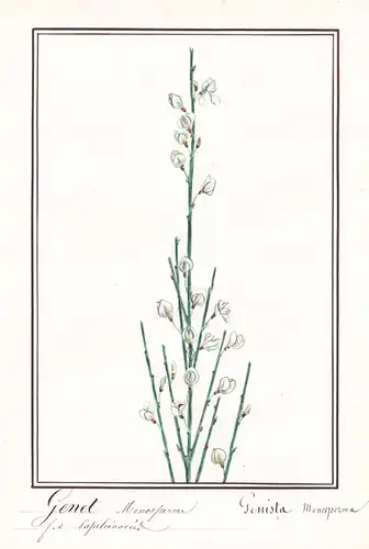Genet Monospherme = Genista Monosperma - Botanik botany / Blume flower / Pflanze plant