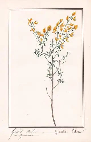 Genet Velu = Genista Pilosa - Heide-Ginster hairy greenweed / Botanik botany / Blume flower / Pflanze plant