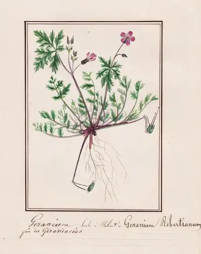 Geranium - Geranium Robertianum - herb-Robert Ruprechtskraut / Botanik botany / Blume flower / Pflanze plant