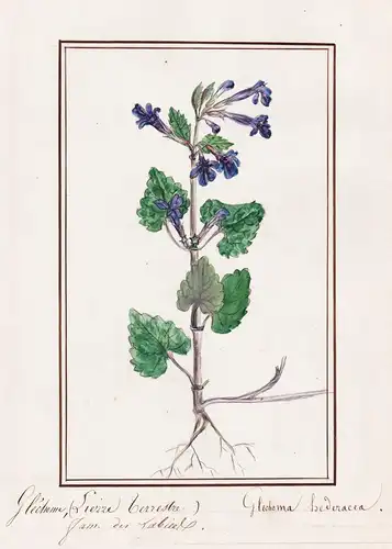 Glechome (Lierre terrestre) = Glechoma hederacea - Botanik botany / Blume flower / Pflanze plant