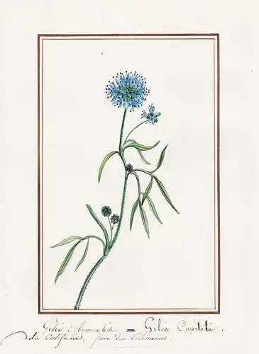 Gilié a fleurs d'ete  = Gilia capitata -  blue-thimble-flower / California Kalifornien America Amerika / Botan