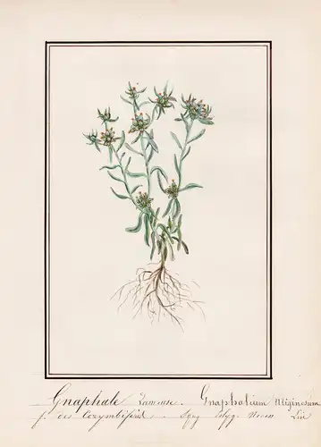 Gnaphale Lameuse = Gnaphalium Uliginosum - Sumpf-Ruhrkraut marsh cudweed / Botanik botany / Blume flower / Pfl