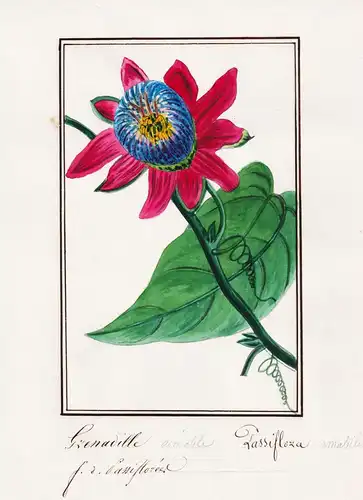 Grenadille aimable / Passiflora amabilis - Passionflower Passionsblume / Botanik botany / Blume flower / Pflan