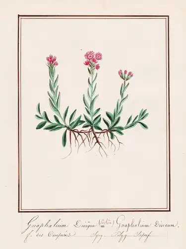 Gnaphalium Dioique = Gnaphalium Dioicum - Katzenpfötchen cudweed / Botanik botany / Blume flower / Pflanze pla