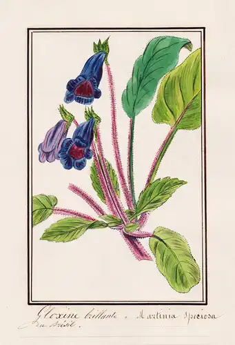 Gloxine brillante = Martinia speciosa - Brasil Brazil Brasilien / Botanik botany / Blume flower / Pflanze plan
