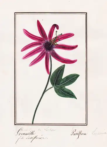 Grenadille / Passiflora- Passionflower Passionsblume / Botanik botany / Blume flower / Pflanze plant