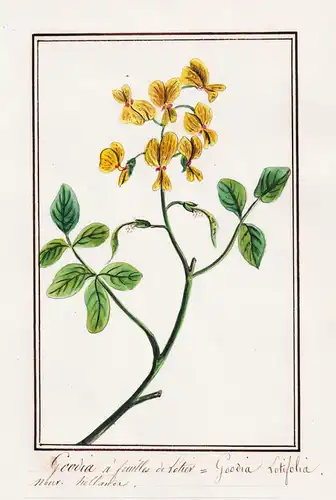 Goodia a feuilles de Lotier = Goodia Lotifolia- golden tip / Australia Australien / Botanik botany / Blume flo
