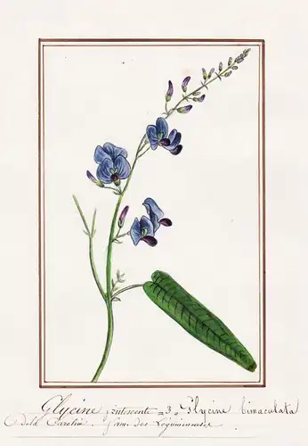 Glycine frutescente = Glycina bimaculata - North South Carolina / United States of America Amerika / Botanik b