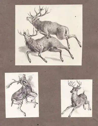 (Rehe / Hirsche / deer) - Jagd hunting