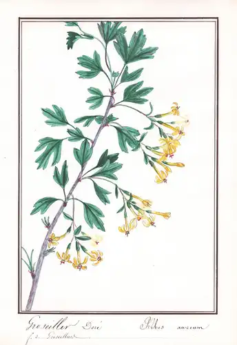 Groseillier Doré / Ribes aureum - Gold-Johannisbeere golden currant / Botanik botany / Blume flower / Pflanze