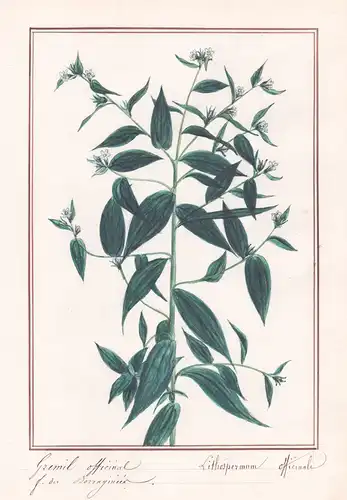 Gremil officinal / Lithospermum officinalis - Botanik botany / Blume flower / Pflanze plant