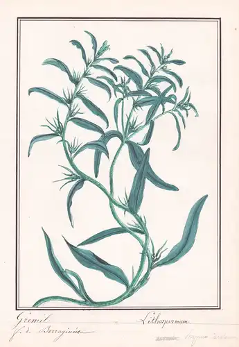 Gremil / Lithospermum - Botanik botany / Blume flower / Pflanze plant