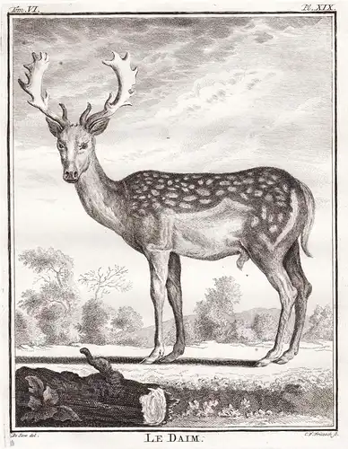 Le Daim - deer Daim Damhirsch Damwild Reh / Jagd hunting / Tiere animals animaux