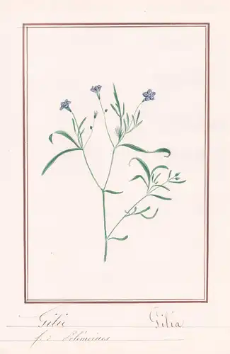 Gilie - Gilia - Botanik botany / Blume flower / Pflanze plant