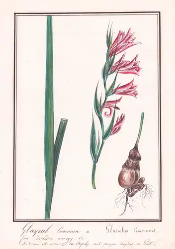 Glayeul commun = Gladiolus communis - Gladiole / Botanik botany / Blume flower / Pflanze plant