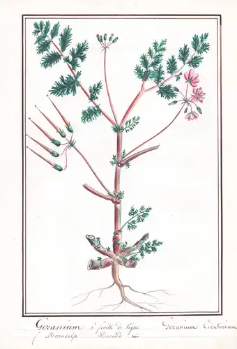 Geranium a feuille de cigue - Geranium cicutarium - Reiherschnabel stork's-bill / Botanik botany / Blume flowe